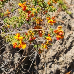 Pultenaea procumbens at Isaacs, ACT - 19 Oct 2023 03:01 PM