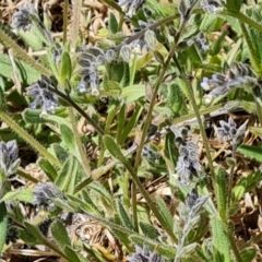 Myosotis discolor (Forget-me-not) at Isaacs, ACT - 19 Oct 2023 by Mike