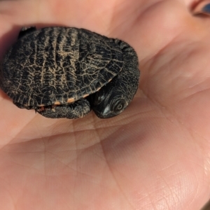 Chelodina longicollis at Coombs, ACT - 19 Oct 2023