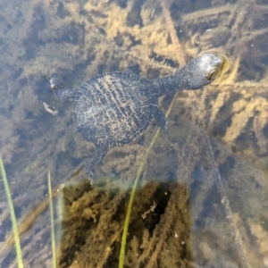 Chelodina longicollis at Coombs, ACT - 19 Oct 2023