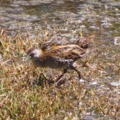 Zapornia pusilla (Baillon's Crake) at Jerrabomberra Wetlands - 18 Oct 2023 by RodDeb