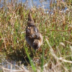 Zapornia pusilla at Fyshwick, ACT - 18 Oct 2023