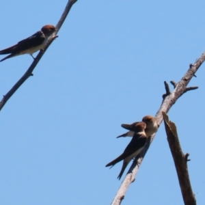 Petrochelidon ariel at Fyshwick, ACT - 18 Oct 2023