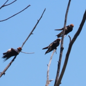 Petrochelidon ariel at Fyshwick, ACT - 18 Oct 2023