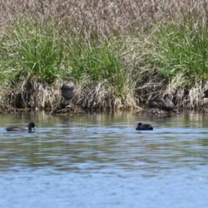 Stictonetta naevosa at Fyshwick, ACT - 18 Oct 2023