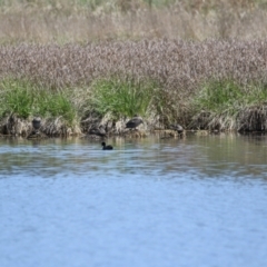 Stictonetta naevosa at Fyshwick, ACT - 18 Oct 2023