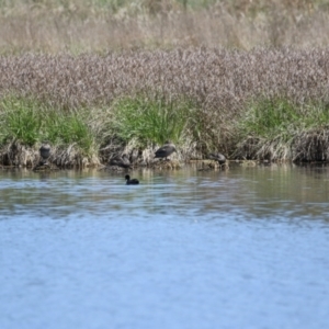 Stictonetta naevosa at Fyshwick, ACT - 18 Oct 2023