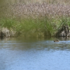 Stictonetta naevosa at Fyshwick, ACT - 18 Oct 2023