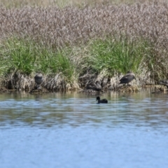 Stictonetta naevosa at Fyshwick, ACT - 18 Oct 2023