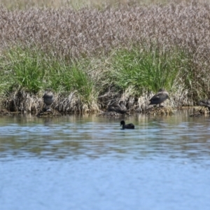 Stictonetta naevosa at Fyshwick, ACT - 18 Oct 2023