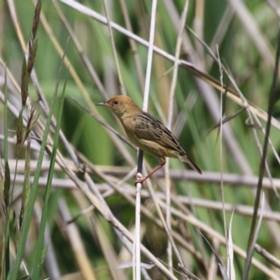 Cisticola exilis (Golden-headed Cisticola) at Jerrabomberra Wetlands - 18 Oct 2023 by RodDeb