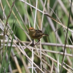 Cisticola exilis at Fyshwick, ACT - 18 Oct 2023 01:44 PM