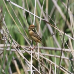 Cisticola exilis at Fyshwick, ACT - 18 Oct 2023 01:44 PM