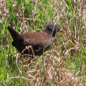 Zapornia tabuensis at Fyshwick, ACT - 18 Oct 2023