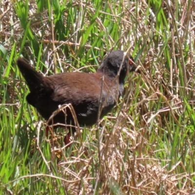 Zapornia tabuensis (Spotless Crake) at Fyshwick, ACT - 18 Oct 2023 by RodDeb