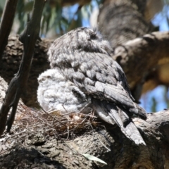 Podargus strigoides (Tawny Frogmouth) at Jerrabomberra Wetlands - 18 Oct 2023 by RodDeb