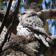 Podargus strigoides at Fyshwick, ACT - 18 Oct 2023 01:14 PM