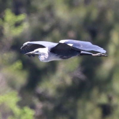 Ardea pacifica (White-necked Heron) at Jerrabomberra Wetlands - 18 Oct 2023 by RodDeb