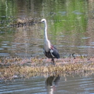 Ardea pacifica at Fyshwick, ACT - 18 Oct 2023