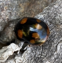 Paropsisterna octosignata (Eucalyptus leaf beetle) at Belconnen, ACT - 19 Oct 2023 by SteveBorkowskis