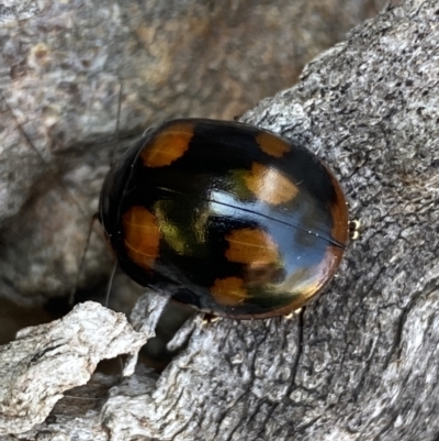 Paropsisterna octosignata (Eucalyptus leaf beetle) at Kama - 18 Oct 2023 by SteveBorkowskis