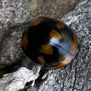 Paropsisterna octosignata at Belconnen, ACT - 19 Oct 2023