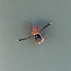 Maratus pavonis (Dunn's peacock spider) at Belconnen, ACT - 19 Oct 2023 by SteveBorkowskis