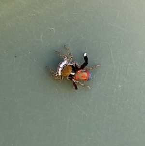 Maratus pavonis at Belconnen, ACT - 19 Oct 2023