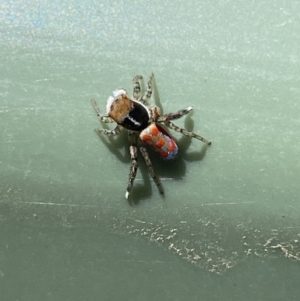 Maratus pavonis at Belconnen, ACT - 19 Oct 2023