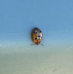 Peltoschema maculiventris (Leaf beetle) at Belconnen, ACT - 19 Oct 2023 by SteveBorkowskis