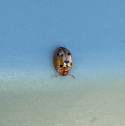 Peltoschema maculiventris (Leaf beetle) at Molonglo River Reserve - 19 Oct 2023 by SteveBorkowskis