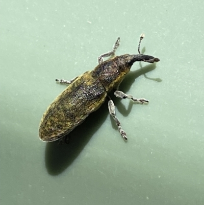Lixus cardui (Thistle Stem-borer Weevil) at Belconnen, ACT - 19 Oct 2023 by SteveBorkowskis