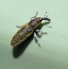 Lixus cardui at Belconnen, ACT - 19 Oct 2023 01:08 PM