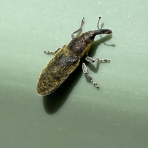 Lixus cardui at Belconnen, ACT - 19 Oct 2023 01:08 PM