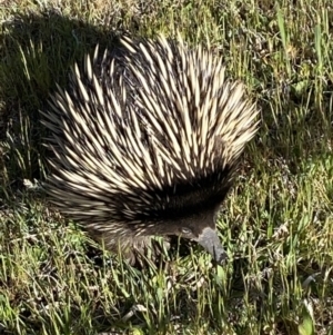 Tachyglossus aculeatus at Majura, ACT - 19 Oct 2023