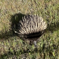 Tachyglossus aculeatus at Majura, ACT - 19 Oct 2023