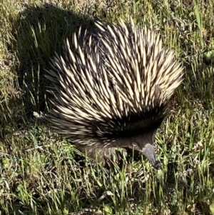 Tachyglossus aculeatus at Majura, ACT - 19 Oct 2023