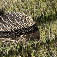 Tachyglossus aculeatus at Majura, ACT - 19 Oct 2023