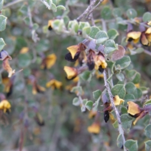 Bossiaea rhombifolia at Windellama, NSW - 27 Sep 2023 01:08 PM