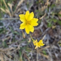 Goodenia pinnatifida (Scrambled Eggs) at Belconnen, ACT - 19 Oct 2023 by CattleDog