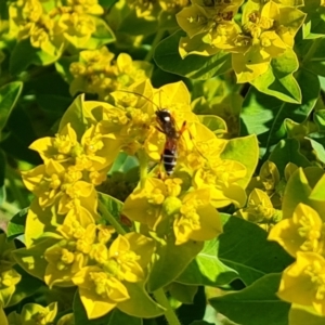 Ichneumonidae (family) at O'Malley, ACT - 19 Oct 2023