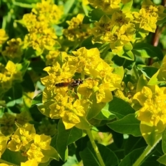 Ichneumonidae (family) at O'Malley, ACT - 19 Oct 2023 04:15 PM