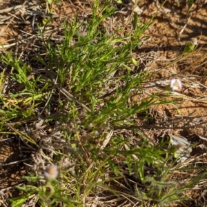 Vittadinia muelleri at Belconnen, ACT - 19 Oct 2023