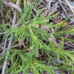 Vittadinia muelleri at Belconnen, ACT - 19 Oct 2023