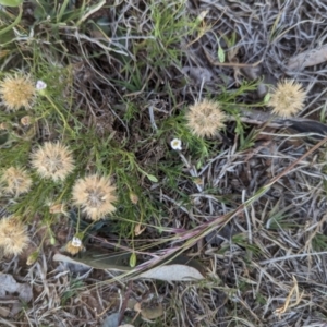 Vittadinia muelleri at Belconnen, ACT - 19 Oct 2023