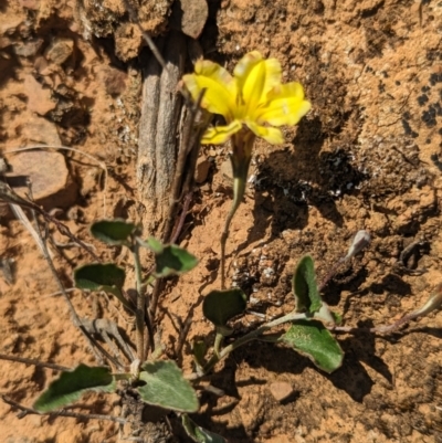 Goodenia hederacea subsp. hederacea (Ivy Goodenia, Forest Goodenia) at Lake Ginninderra - 19 Oct 2023 by CattleDog