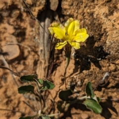 Goodenia hederacea subsp. hederacea at Belconnen, ACT - 19 Oct 2023 05:27 PM