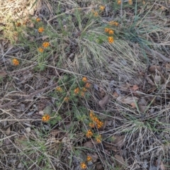 Pultenaea subspicata (Low Bush-pea) at Lake Ginninderra - 19 Oct 2023 by CattleDog