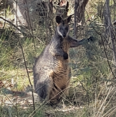 Wallabia bicolor (Swamp Wallaby) at Mulligans Flat - 7 Oct 2023 by HappyWanderer