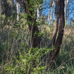 Ligustrum sinense (Narrow-leaf Privet, Chinese Privet) at Lake Ginninderra - 19 Oct 2023 by CattleDog